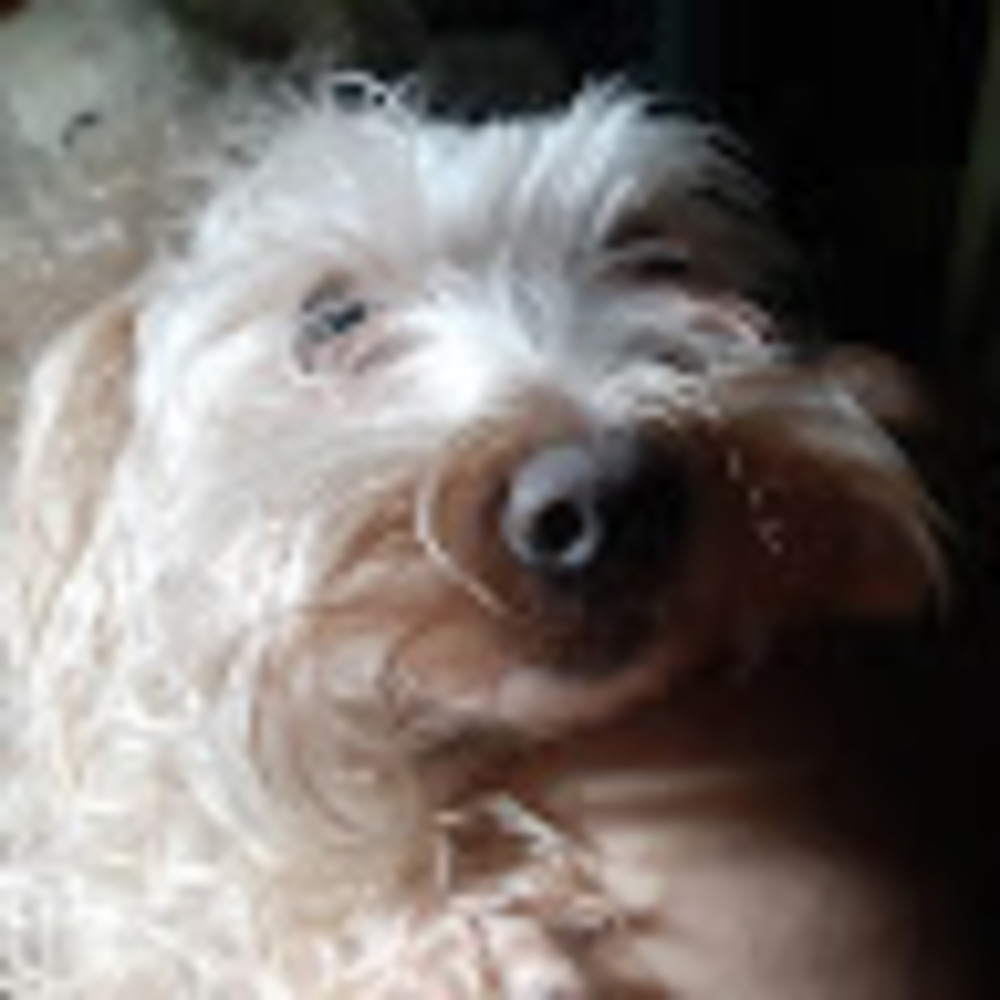 Meet your Posher, Jazmine